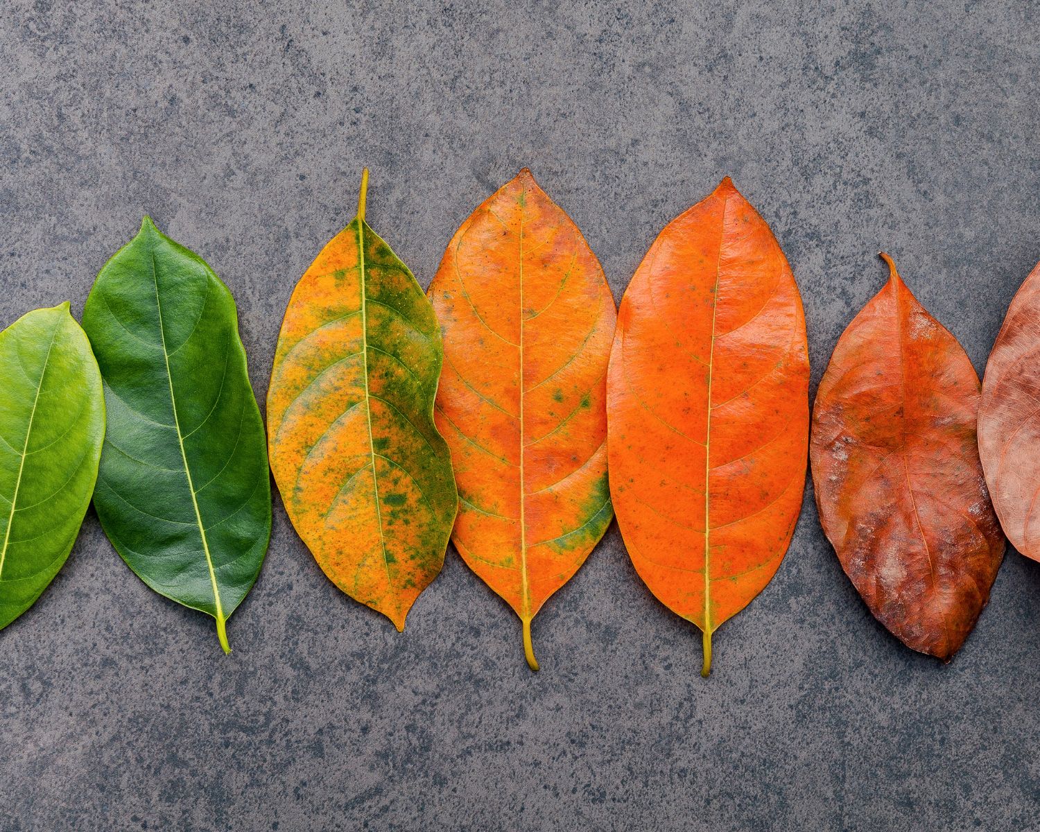 Functional Medicine in Kansas City: Finding the Root Cause of Your Symptoms